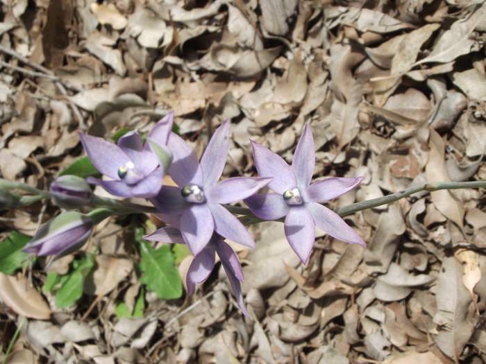 Thelymitra - orchid DSCF2659.JPG